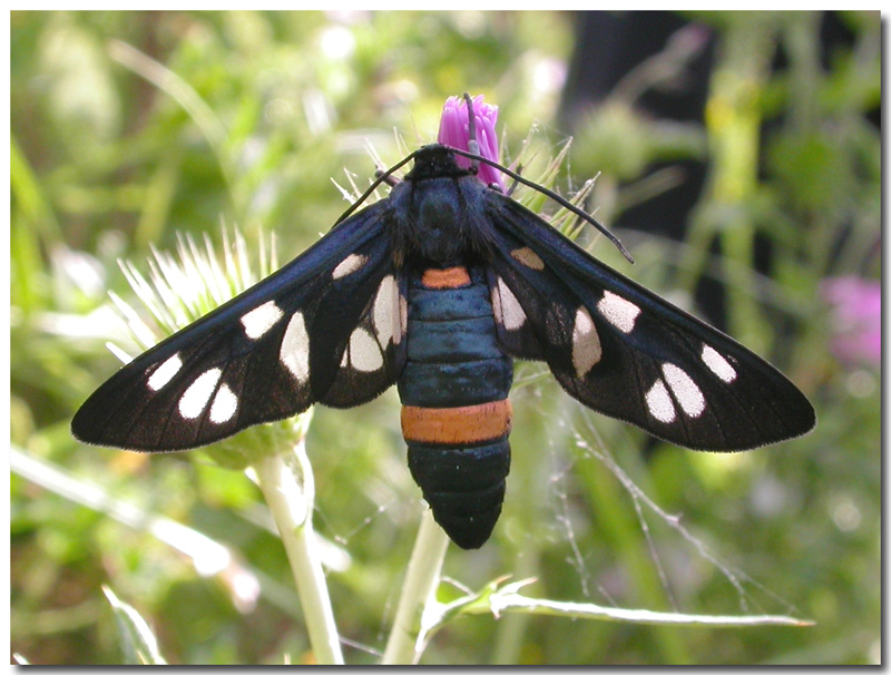 Una strana Amata phegea